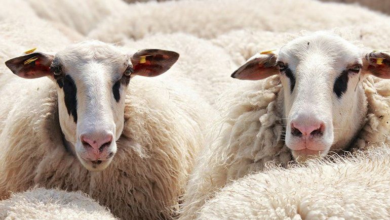 Hidatidosis: comienza la campaña de vacunación ovina en Río Negro