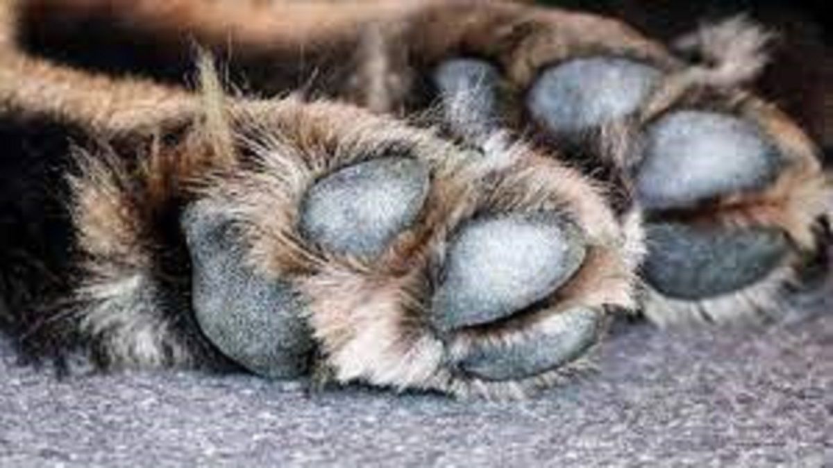 Prisión en suspenso por dejar morir a su perro de hambre