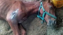 murio mamita, la yegua que habia sido rescatada tras la ola de calor