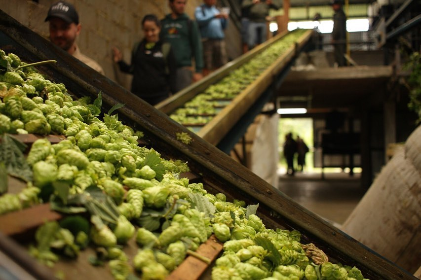 Brotes de lúpulo patagónico son el tesoro gourmet. En Europa occidental pagan hasta US$1.200/kg por esta delicadeza culinaria. Foto: @festivallupulo