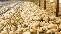 gripe aviar: ¿cuales son los riesgos para la salud?