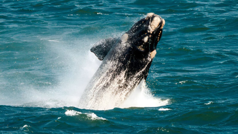 La Legislatura de Río Negro aprobó al creación de una nueva área natural protegida en el Golfo San Matías.