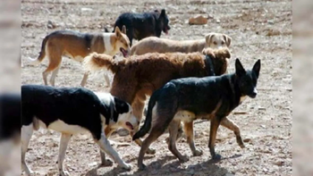 Desde el gobierno local tomaron una decisión tras los reiterados ataques en la zona rural.