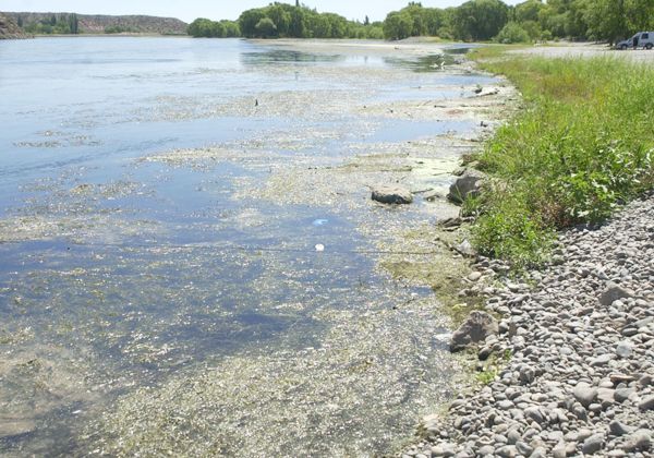 Detectaron contaminación con Escherichia coli en el río Negro