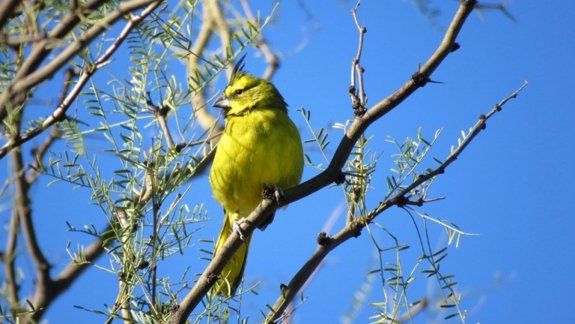 Liberaron 11 Cardenales en peligro de extinción