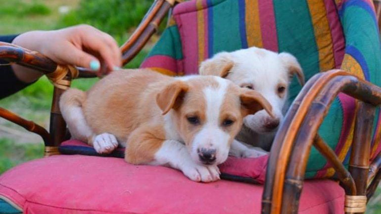 Fue al basural y rescató a 31 cachorros abandonados 