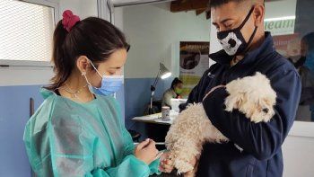 vacunación perros mascotas.jpg