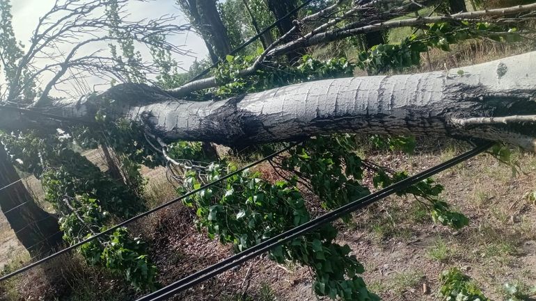 Las caídas de árboles por los fuertes vientos es la principal razón de los cortes de energía.&nbsp;