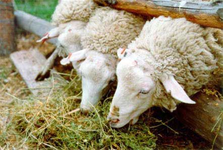 Río Negro otorgó créditos por 228.300 pesos a productores ovinos