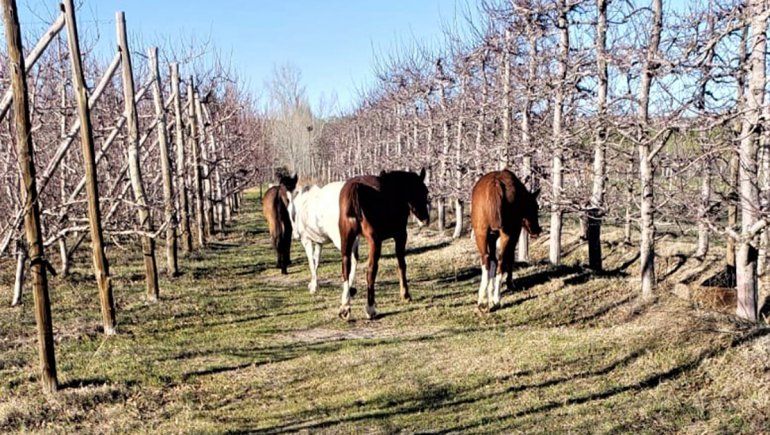 Los caballos sueltos en la zona rural generan numerosos reclamos. Foto: archivo.