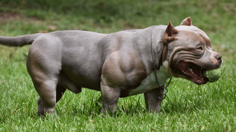 Un hombre de Cipolletti fue imputado por la muerte de una perra raza American Bully Pocket, como la de la foto. Lo acusan de haberle dado un palazo en la cabeza.&nbsp;