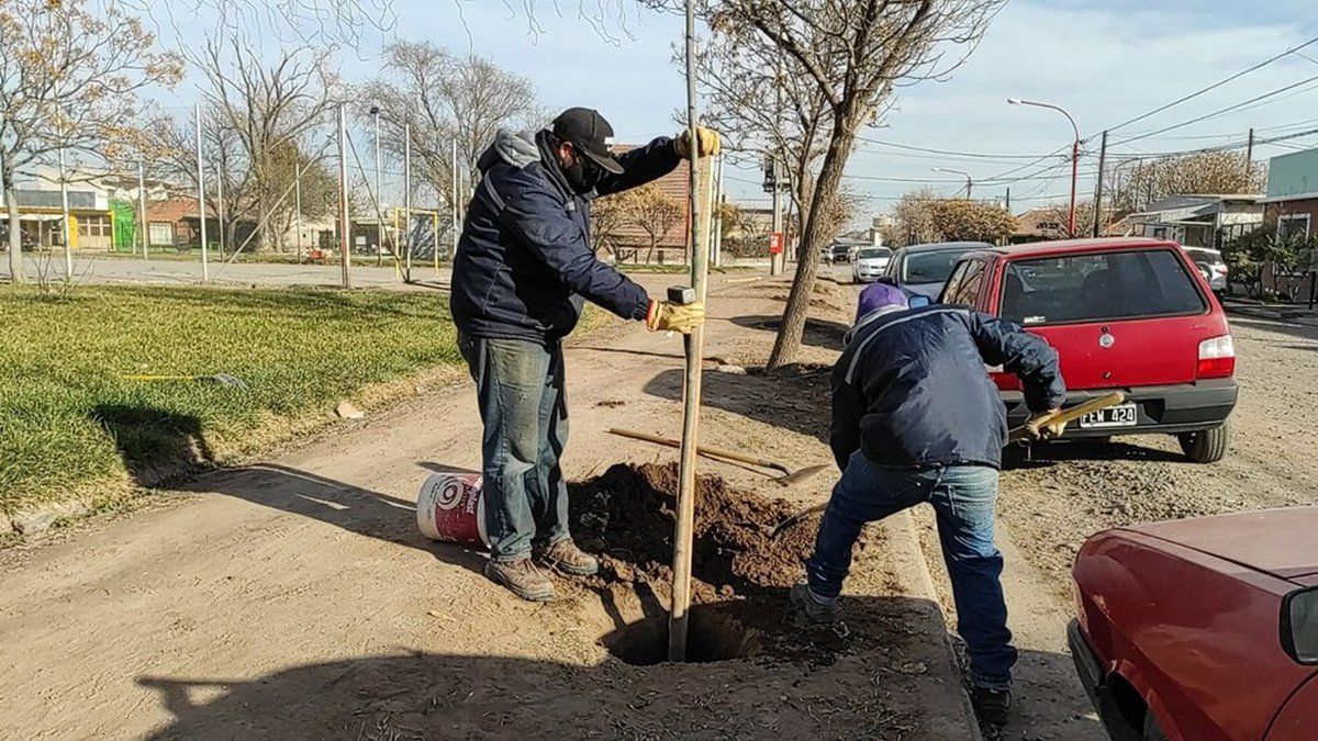 They replanted more than 60 trees in green spaces of the city