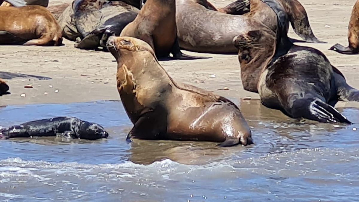 Turistas testigos del nacimiento de un lobo de mar en Puerto SAE