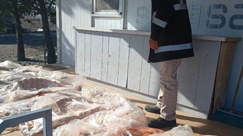 El Senasa secuestro carne trasportada en forma clandestina en un auto.