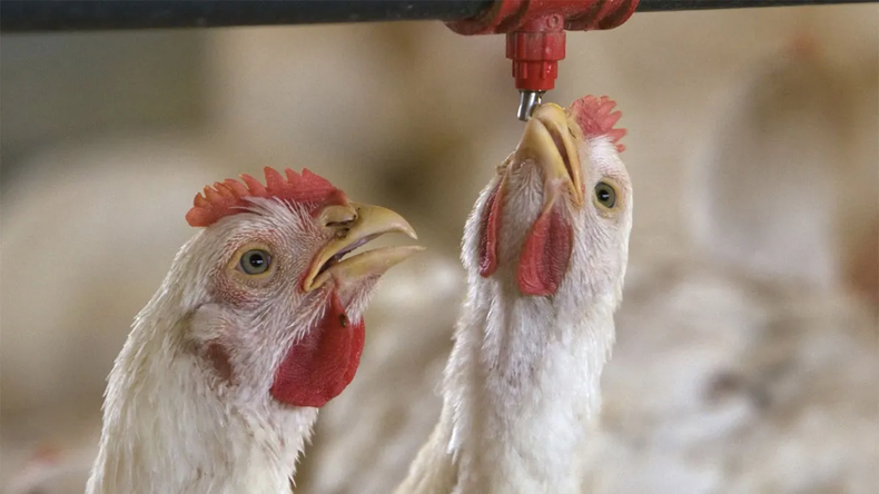 Patagonia: faena de pollos crece 5% y marca tendencia desde 2023