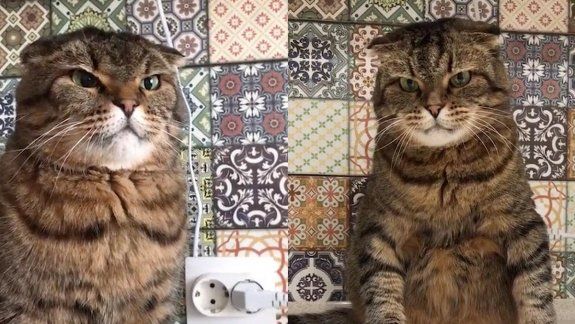 Este gato no deja de sumar reproducciones en YouTube