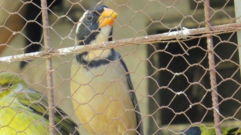 Secuestraron 43 aves que se comercializaban de forma clandestina
