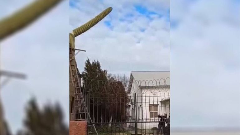 El cactus fue un símbolo urbano que impactaba en Allen.&nbsp;