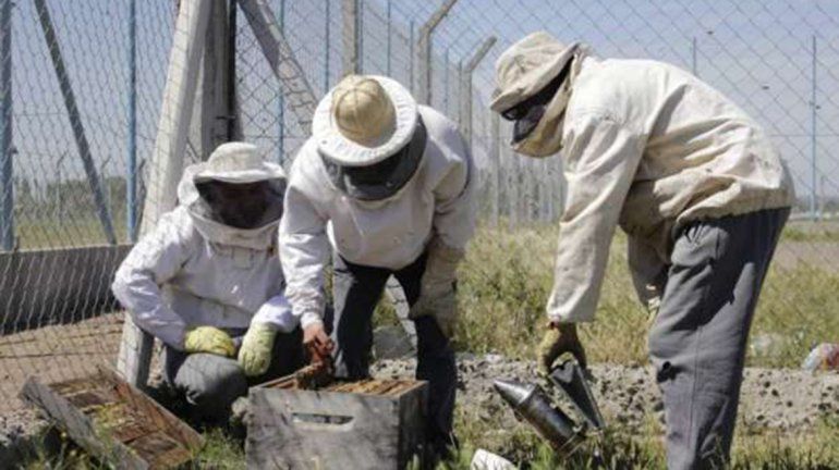 Internos del Penal 5 hacen apicultura y cremas faciales con la miel