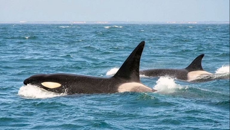 Orcas en la costa de Chubut.
