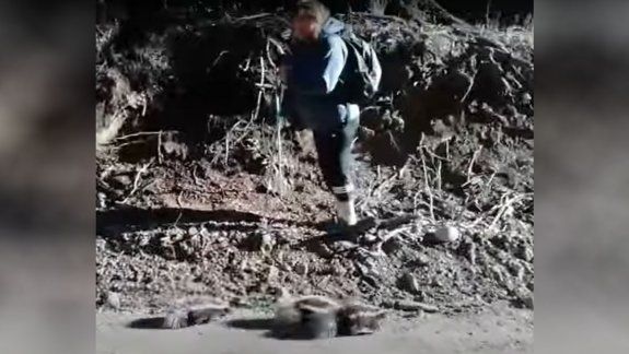 ¡Insólito! Fue acorralada y atacada por una banda de zorrinos