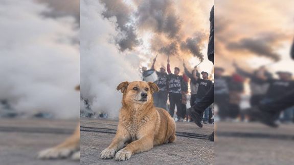 Se fue Rabito, el perro que siguió la campaña de Cipo: Fuiste un hincha más.