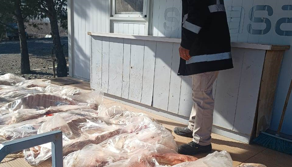 El Senasa secuestro carne trasportada en forma clandestina en un auto.