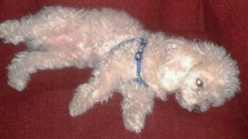 entraron a robar y desaparecio su perro bartolito