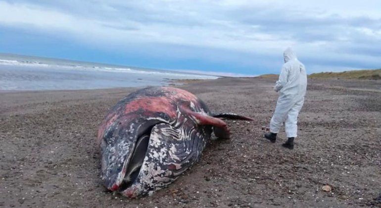 Hallaron una ballena jorobada muerta cerca del Puerto del Este