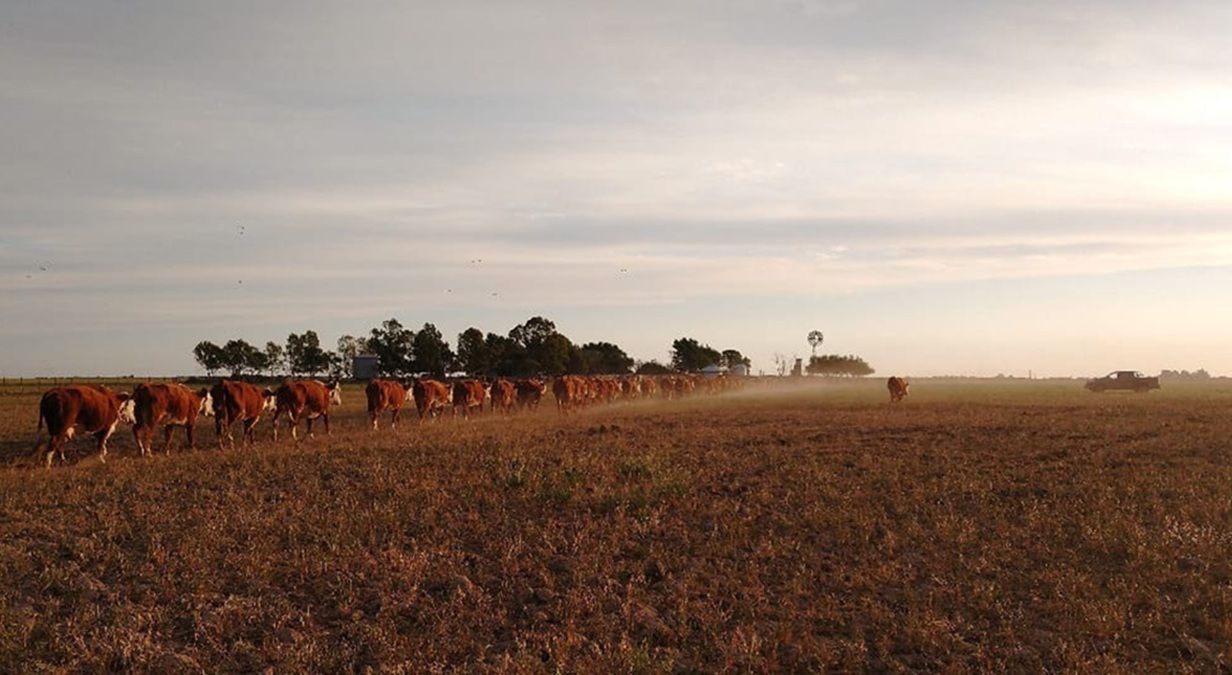 En Río Negro se superaron las 38.900 cabezas procesadas. Foto: Gentileza.