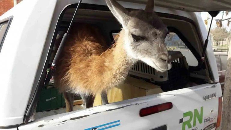 Rescataron a un guanaco que tenían de mascota en una casa