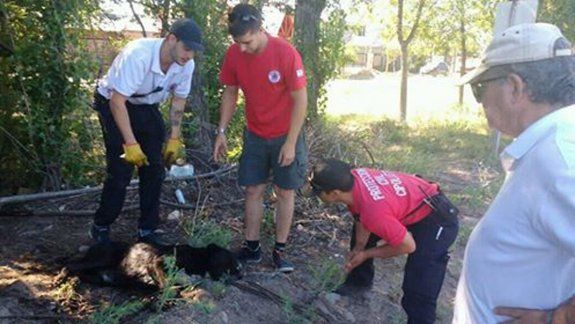 El perro fue rescatado por personal del área de Protección Civil.