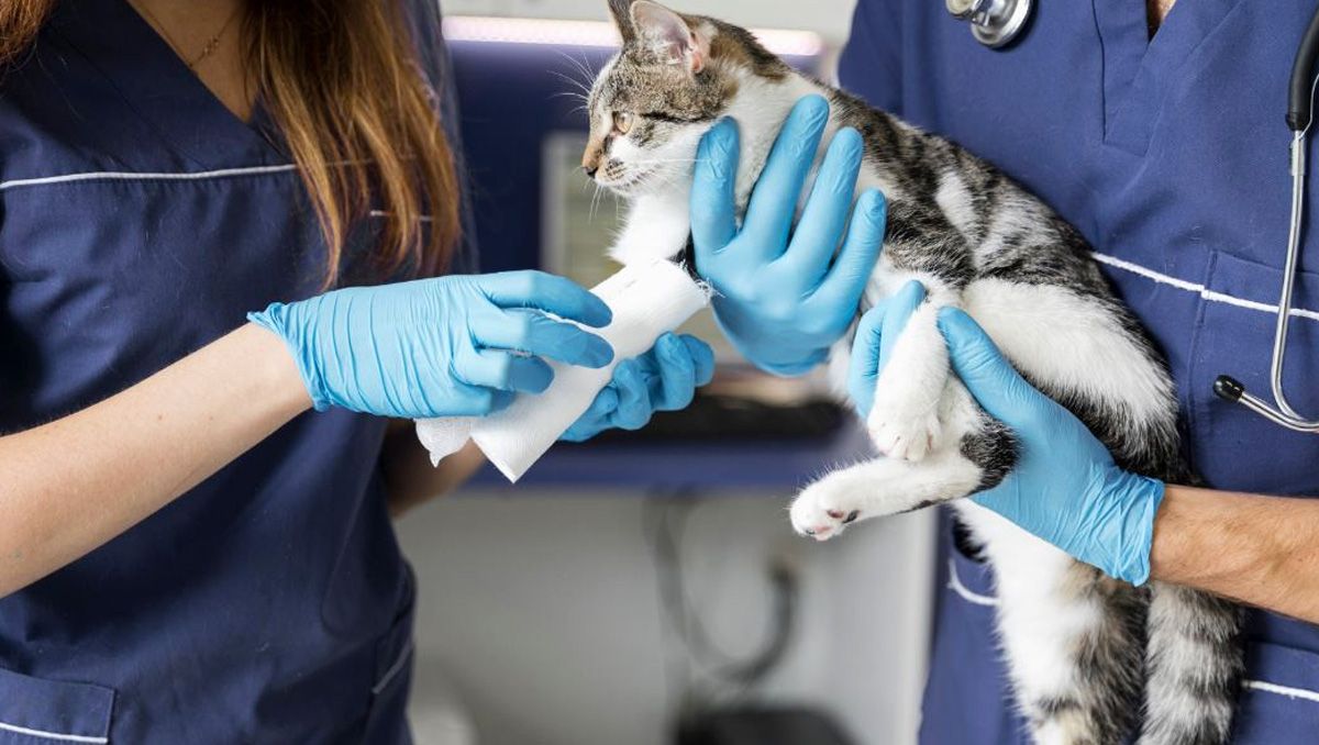 Cipolletti podría ser la primera ciudad con guardia veterinaria