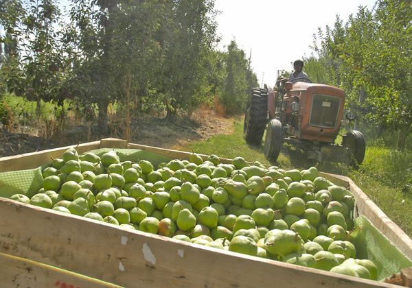 Calendario tentativo de cosecha de peras y manzanas para la temporada 2014-2015