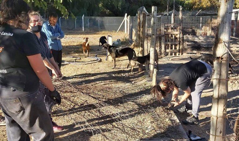 En la guardería de mascotas de la comuna ha ido decreciendo el número de perros alojados. La labor de las voluntarias proteccionistas ha sido clave.  