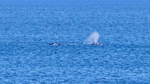 Ballenas brindaron un espectáculo emocionante en Las Grutas