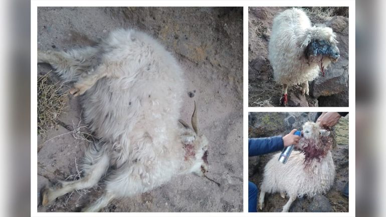 Una jauría mató a más de 40 chivas en el norte de la provincia