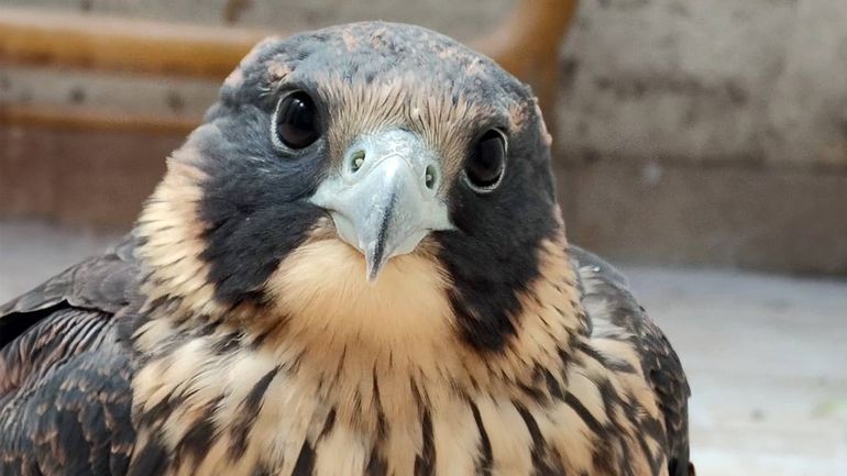 Uno de los dos halcones peregrinos heridos cobardemente en Cipolletti.