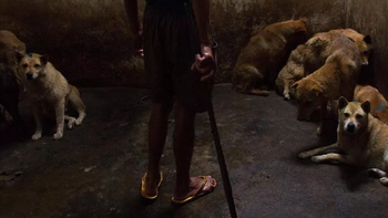 Desde la Protectora de Animales detallaron que se trataba de una perra pitbull joven. Foto ilustrativa. Desde la Protectora de Animales detallaron que se trataba de una perra pitbull joven. Foto ilustrativa.