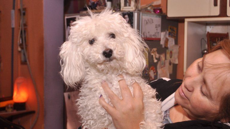 Ara volvió con sus dueños luego del pago de una recompensa de $2000. 