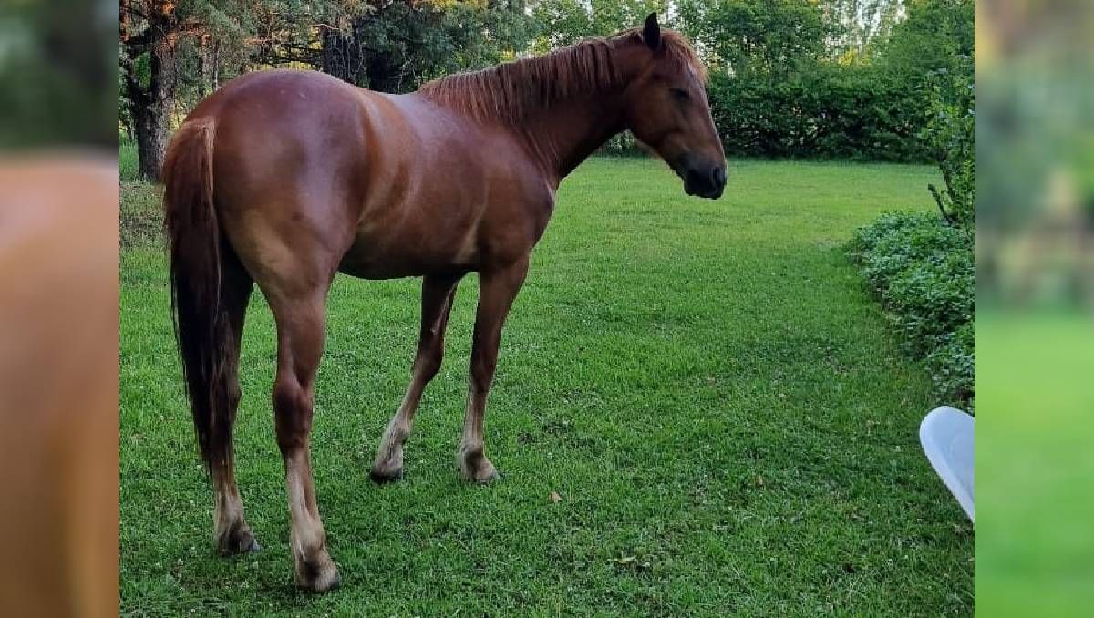 El regalo que no alcanzó a darle a su padre y la desesperada búsqueda de Nonito