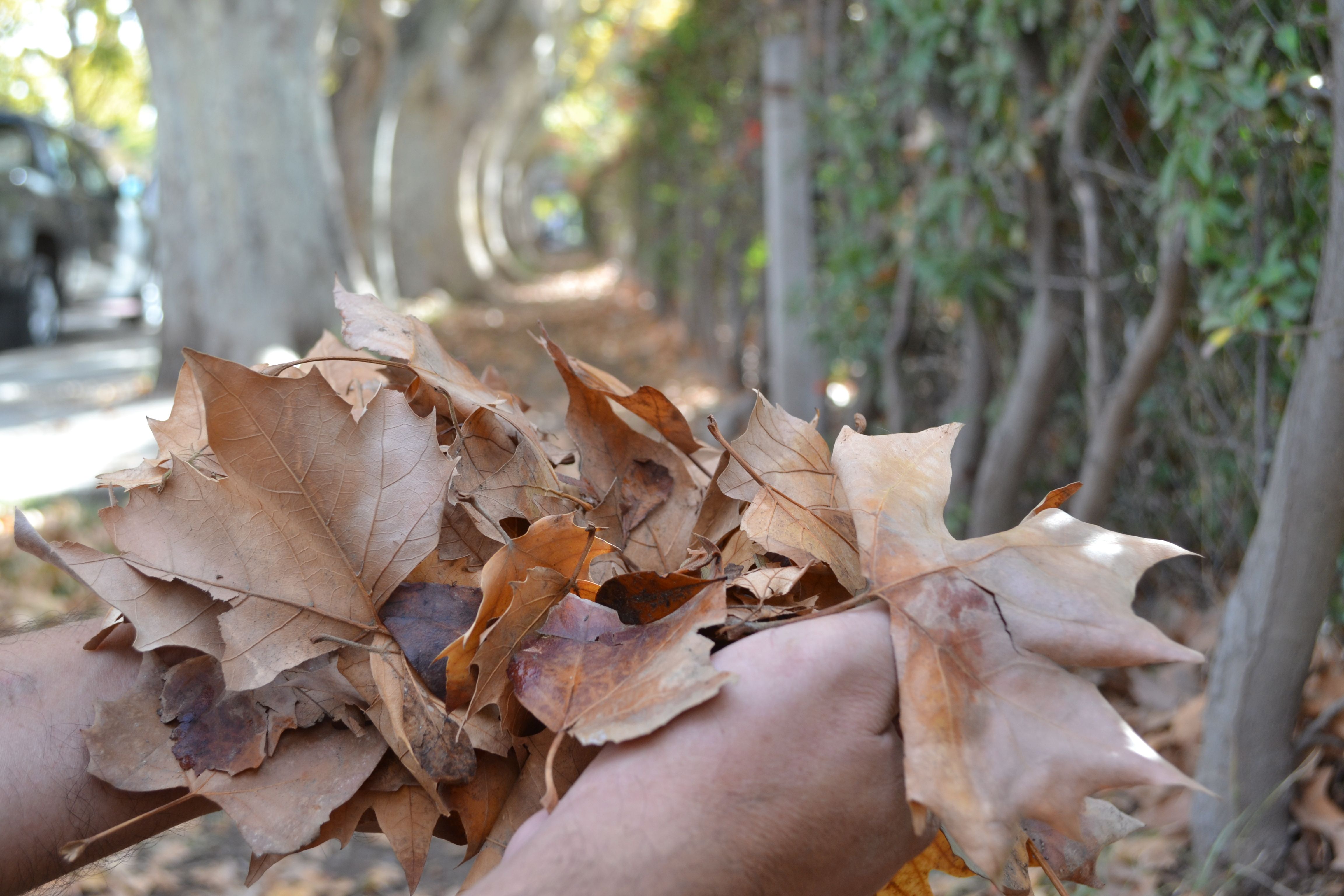 Cipolletti regala postales únicas en el otoño.