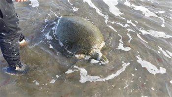 encontraron una tortuga verde en la playa y la devolvieron al mar encontraron una tortuga verde en la playa y la devolvieron al mar