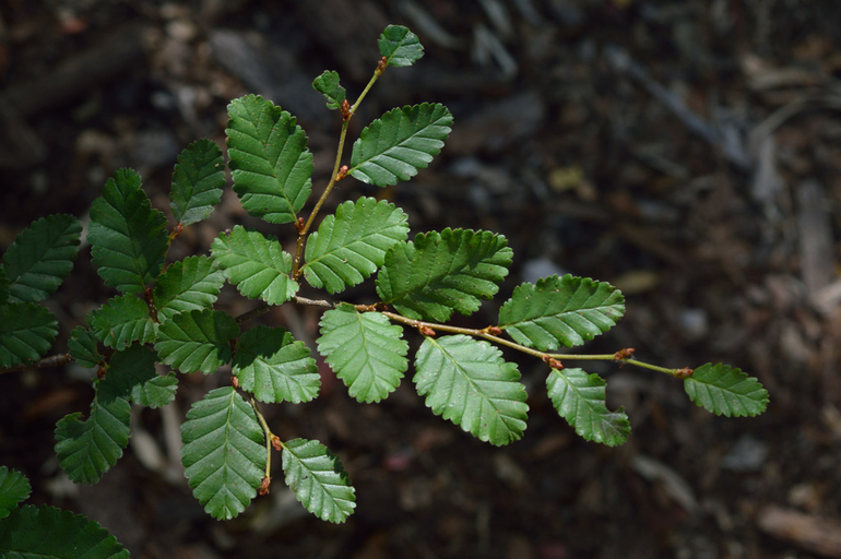 Plantas de lenga, la apuesta de Río Negro para recuperar los bosques.