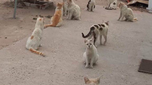 Los gatos deambulan por la casa donde quedaron solos. Los quieren asistir y castrarlos, para darlos en adopción.&nbsp;