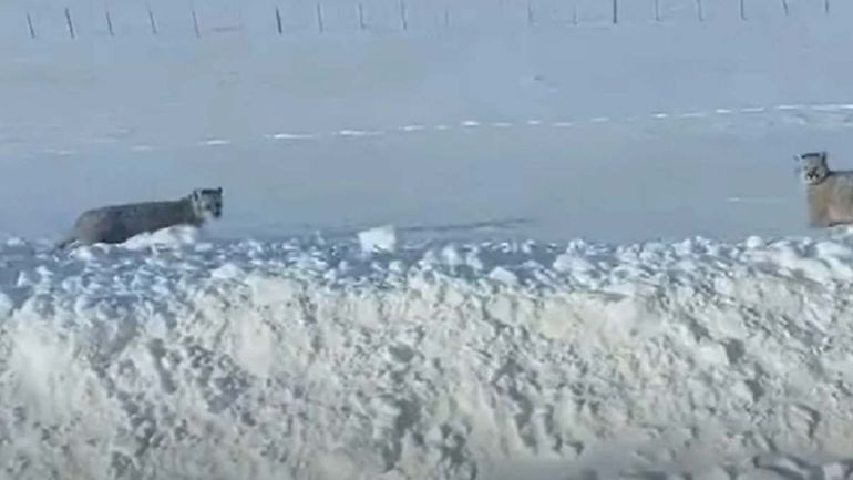 Video: Viajaba en ruta patagónica y se le aparecieron tres pumas jugando