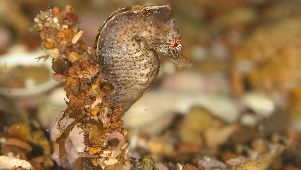 Amarre se llama la obra que Aguayo presentará desde este domingo en Buenos Aires. El protagonista es un caballito de mar que vive al sur de Las Grutas.&nbsp;