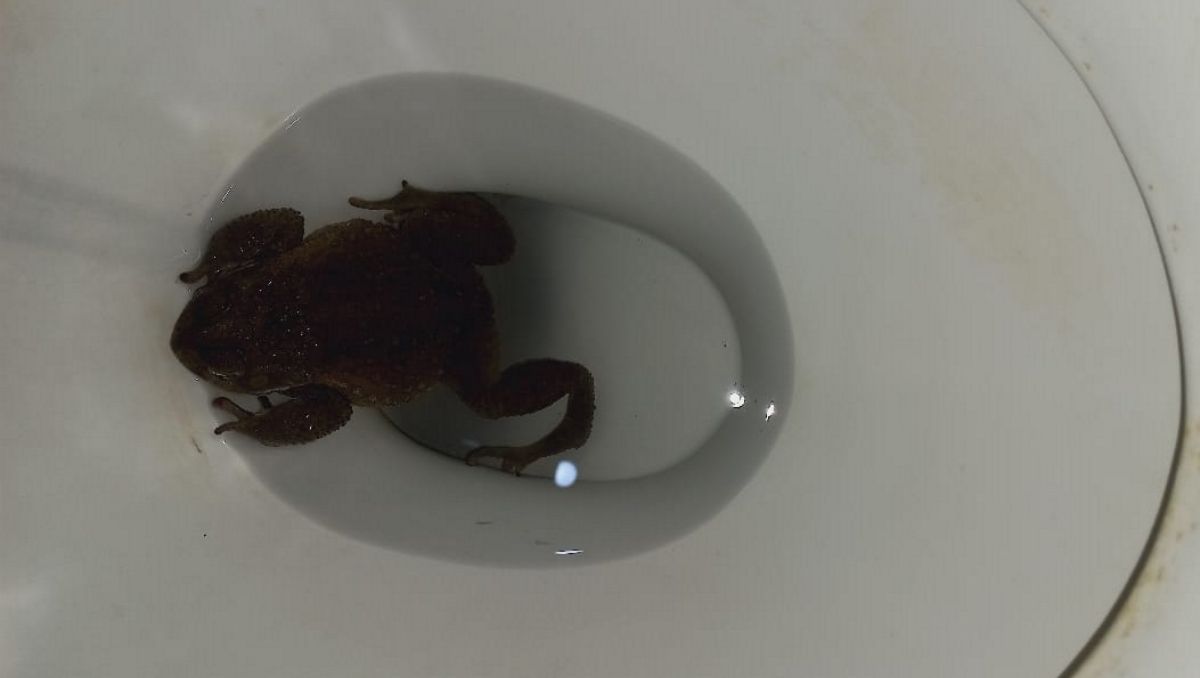 Fue al baño y se encontró con un sapo en el inodoro