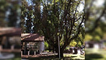 El gran escritor Osvaldo Soriano se enamoró de Cipolletti. Los recuerdos que guardó de su paso por la ciudad en sus años de jovencito los atesoró durante toda su vida. Ahora, piden que la vieja casa familiar sea declarada Patrimonio Histórico.