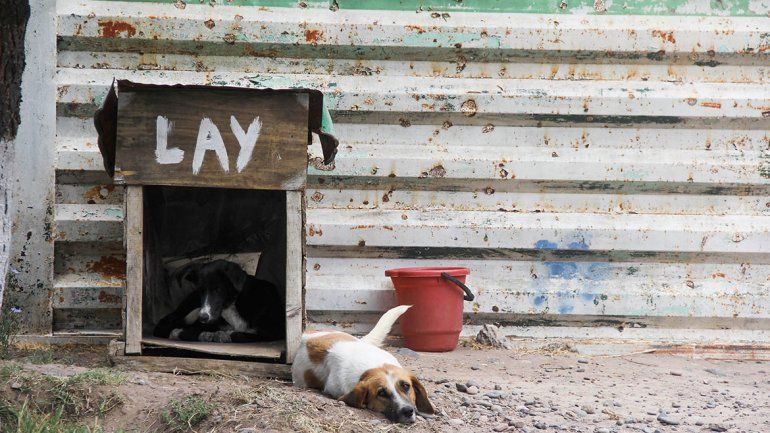 Niegan abortos a animales de más de 1 mes de gestación